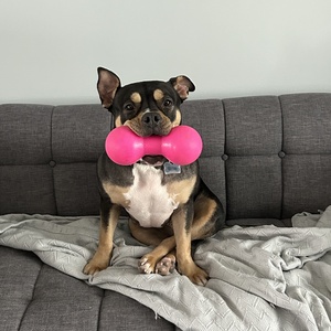 Danielle LaVaque-Manty